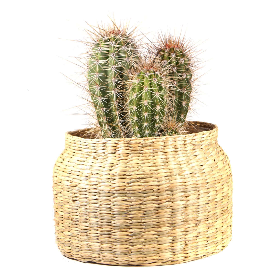 Kakteen von Hohn, perfekt für Schlafzimmer-Designs