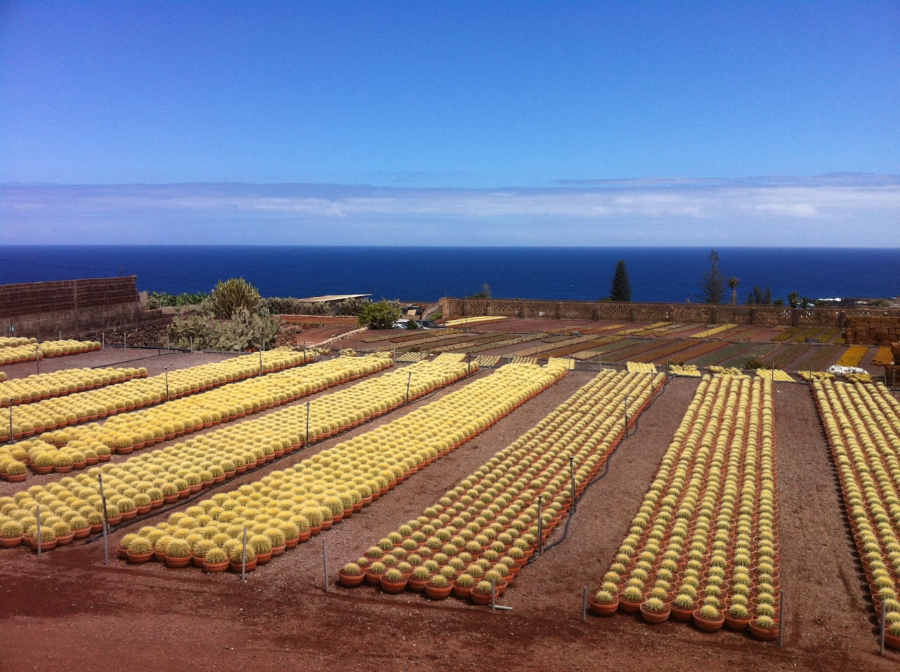 Unsere Kakteenfarm in Teneriffa