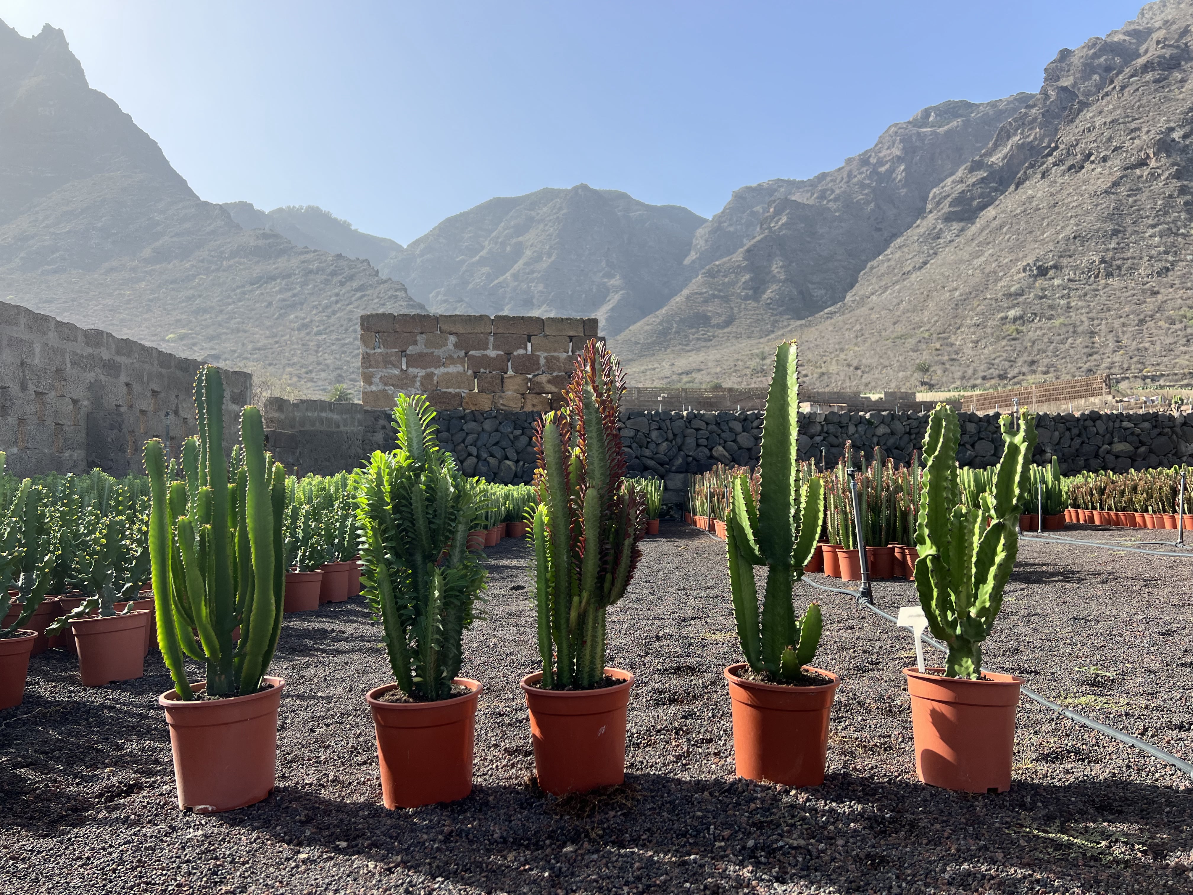 Sonne Berge Kakteen Meer...