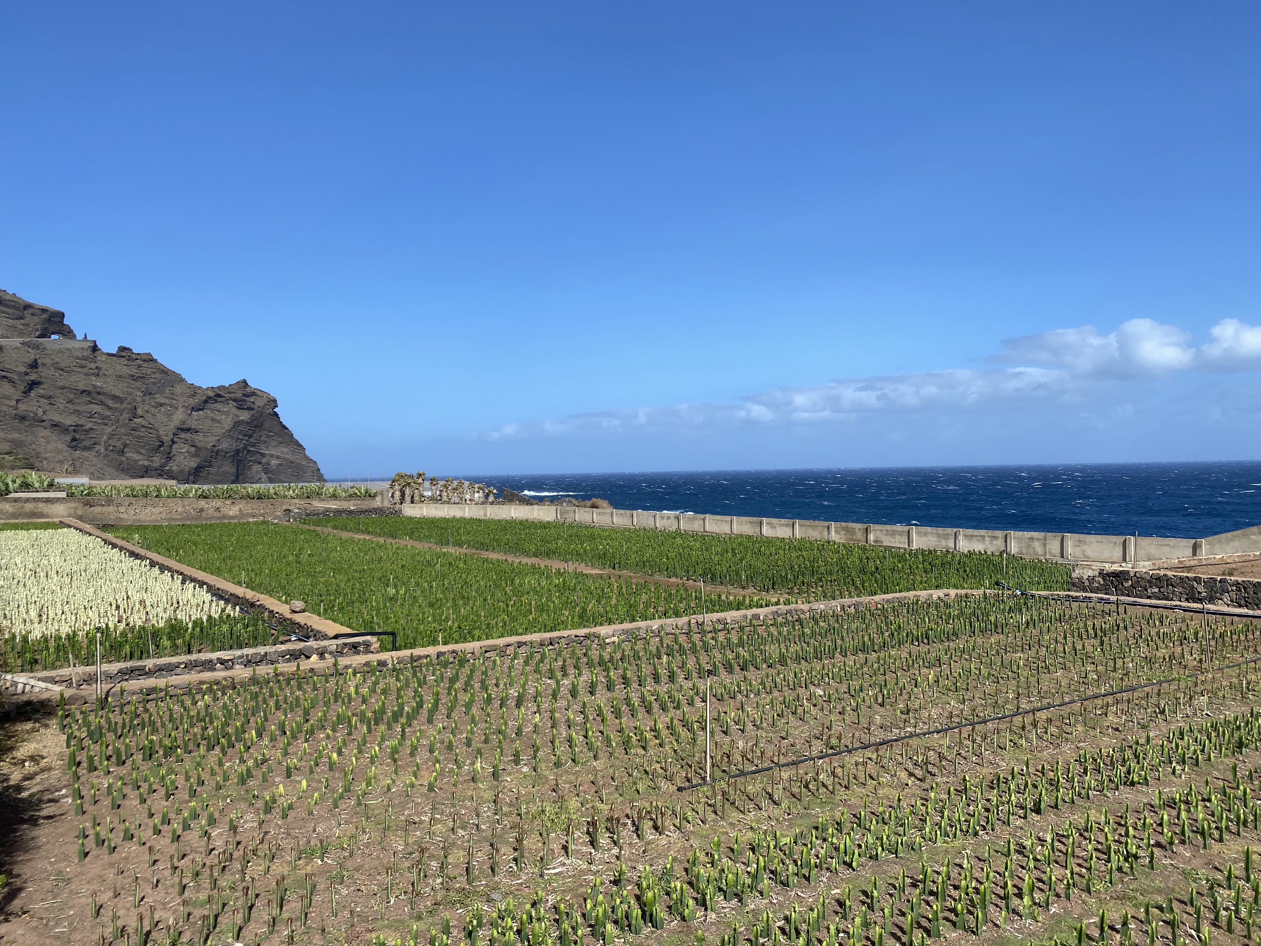 Sonne Kakteen und Meer...