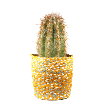 Elegante Kakteen-Arrangements