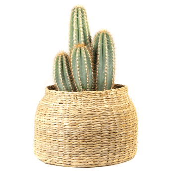 Kakteen von Hohn für stilvolle Einrichtungen