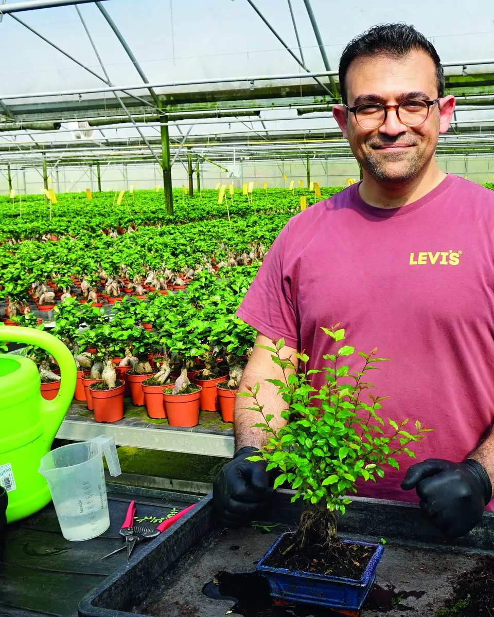 Gärtnermeister Amir Pourahmad beschneidet im Gewächshaus einen jungen Bonsai.