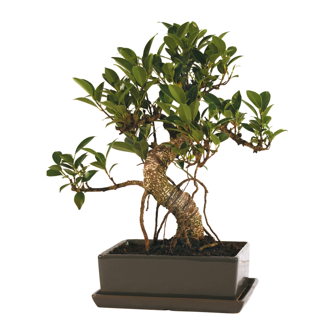 Zimmerbonsai mit ausladender Krone in flacher Schale