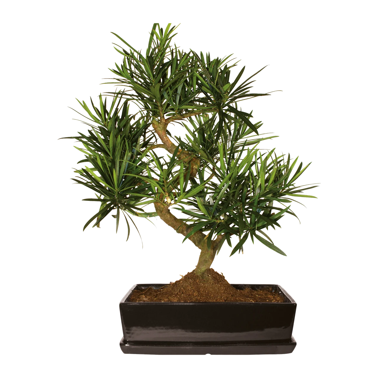 Zimmerbonsai in dunkler Keramikschale