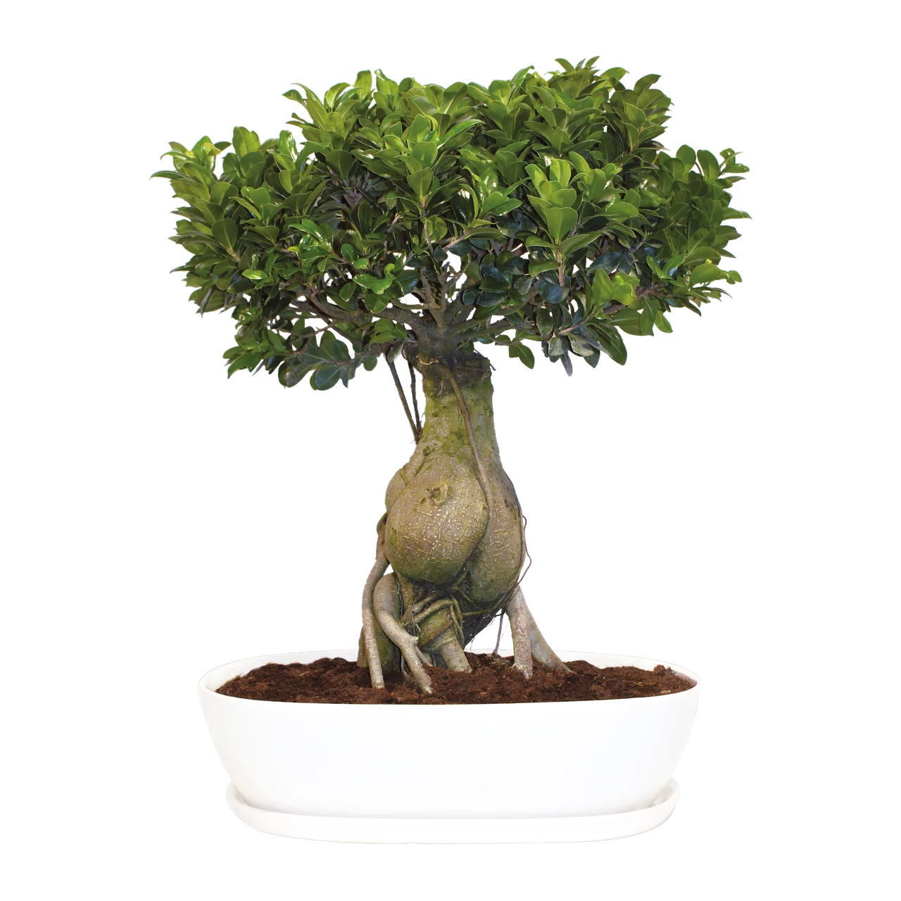 Ginseng-Bonsai mit verdicktem Wurzelstamm in weißer Schale