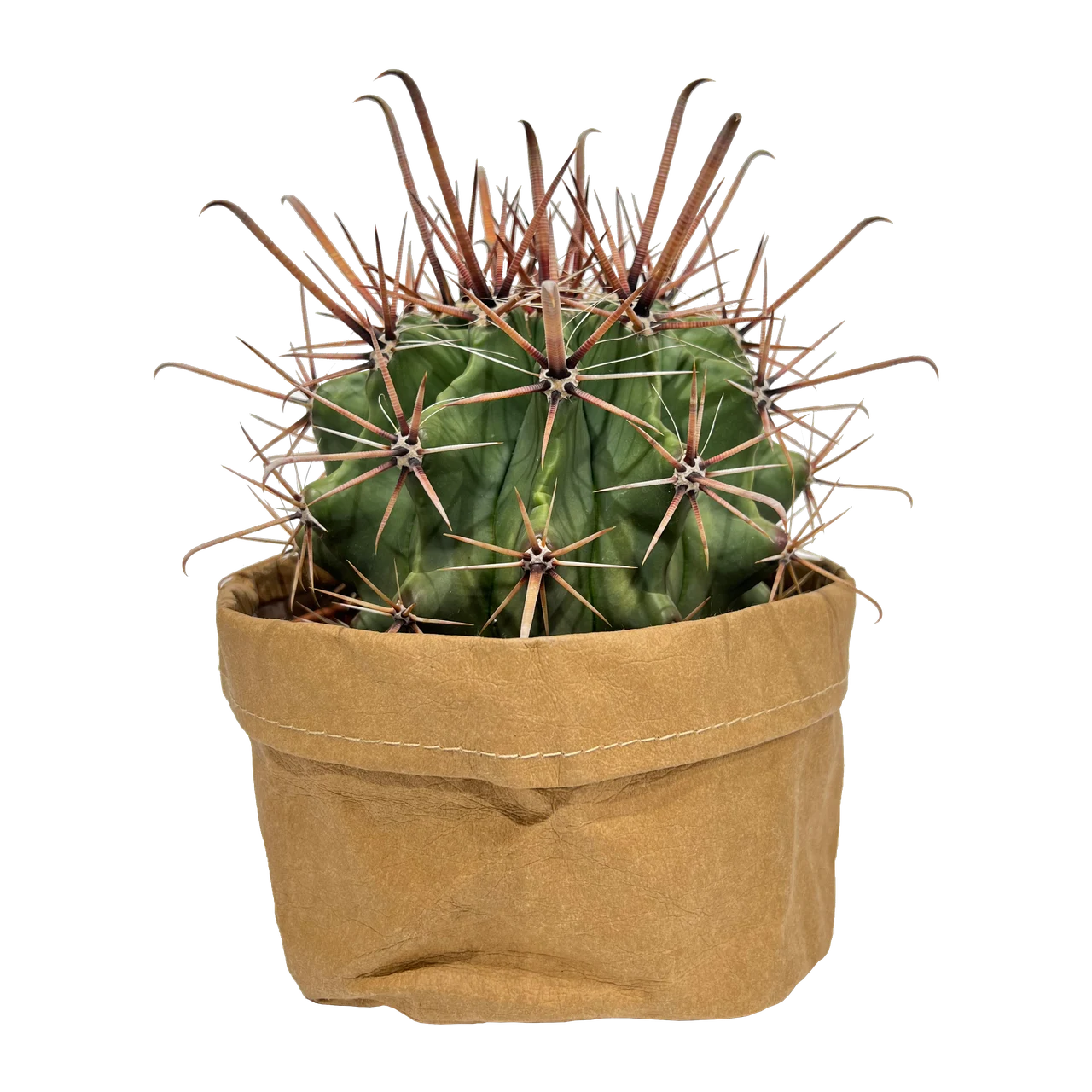 Kugelkaktus mit kräftiger Bedornung im Pot Cover