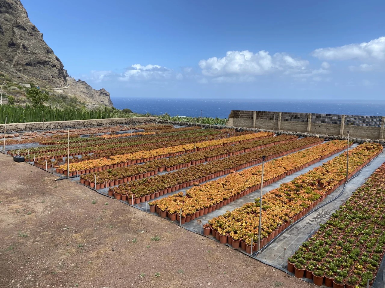 Säulenkakteen im Freiland auf Teneriffa