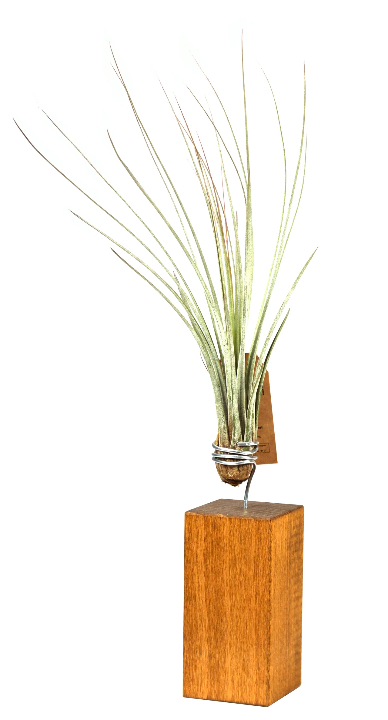 Tillandsie auf einem Holzwürfel