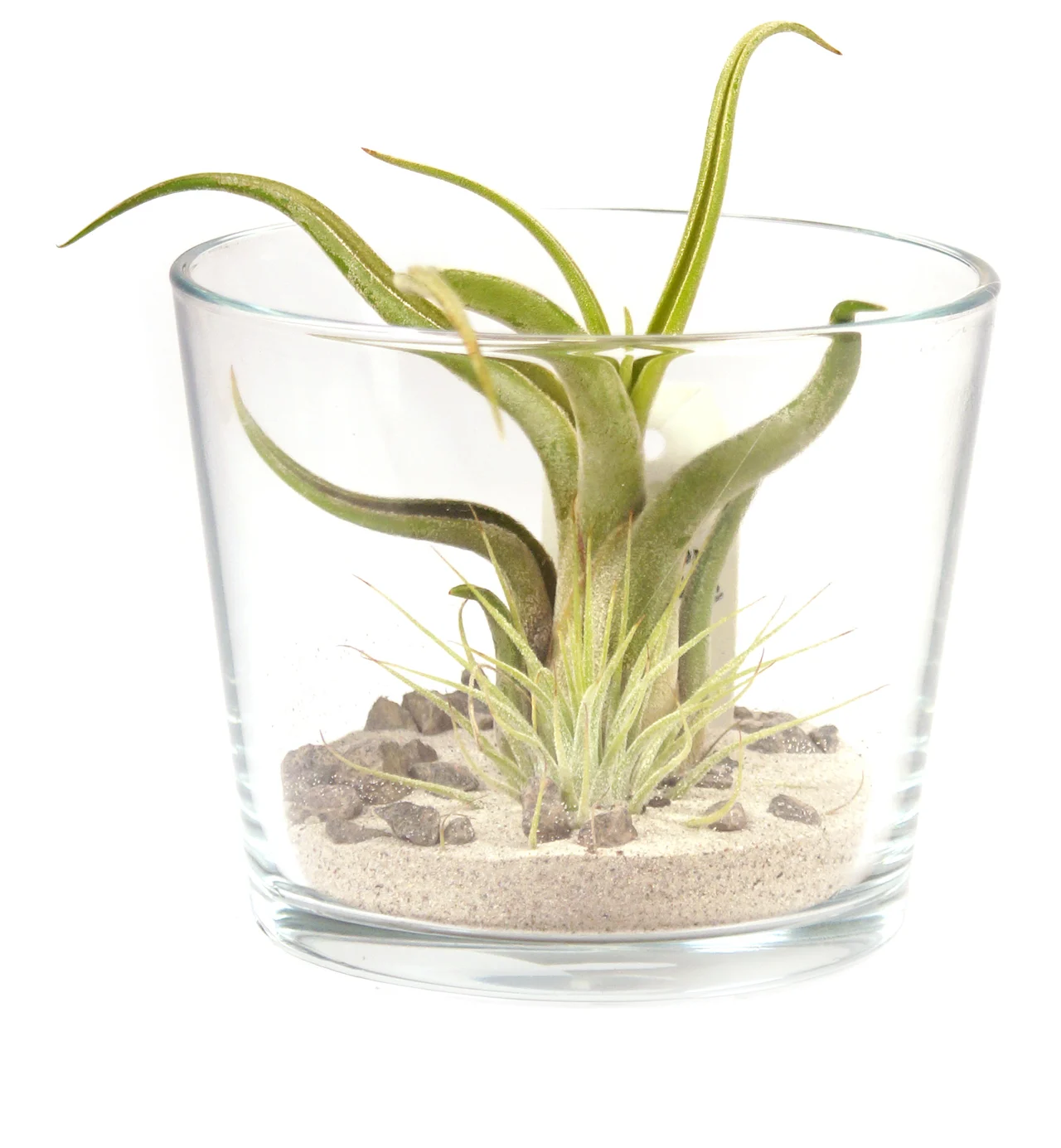 Tillandsie in einem Trinkglas mit Sand