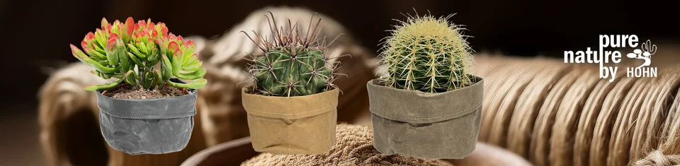 Sukkulente und Kakteen in Pot Covers aus Naturmaterial, daneben der Schriftzug „pure nature by Hohn“