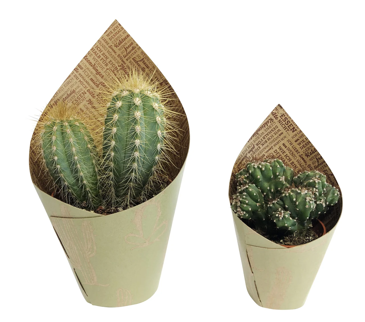 Zwei Kakteen in Pot Covers aus Naturpapier