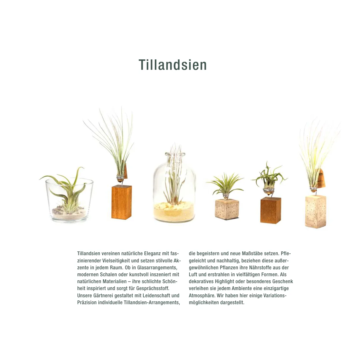 Seite 18 der Imagebroschüre: Tillandsien