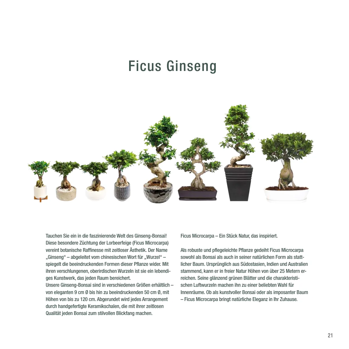 Seite 21 der Imagebroschüre: Ficus Ginseng