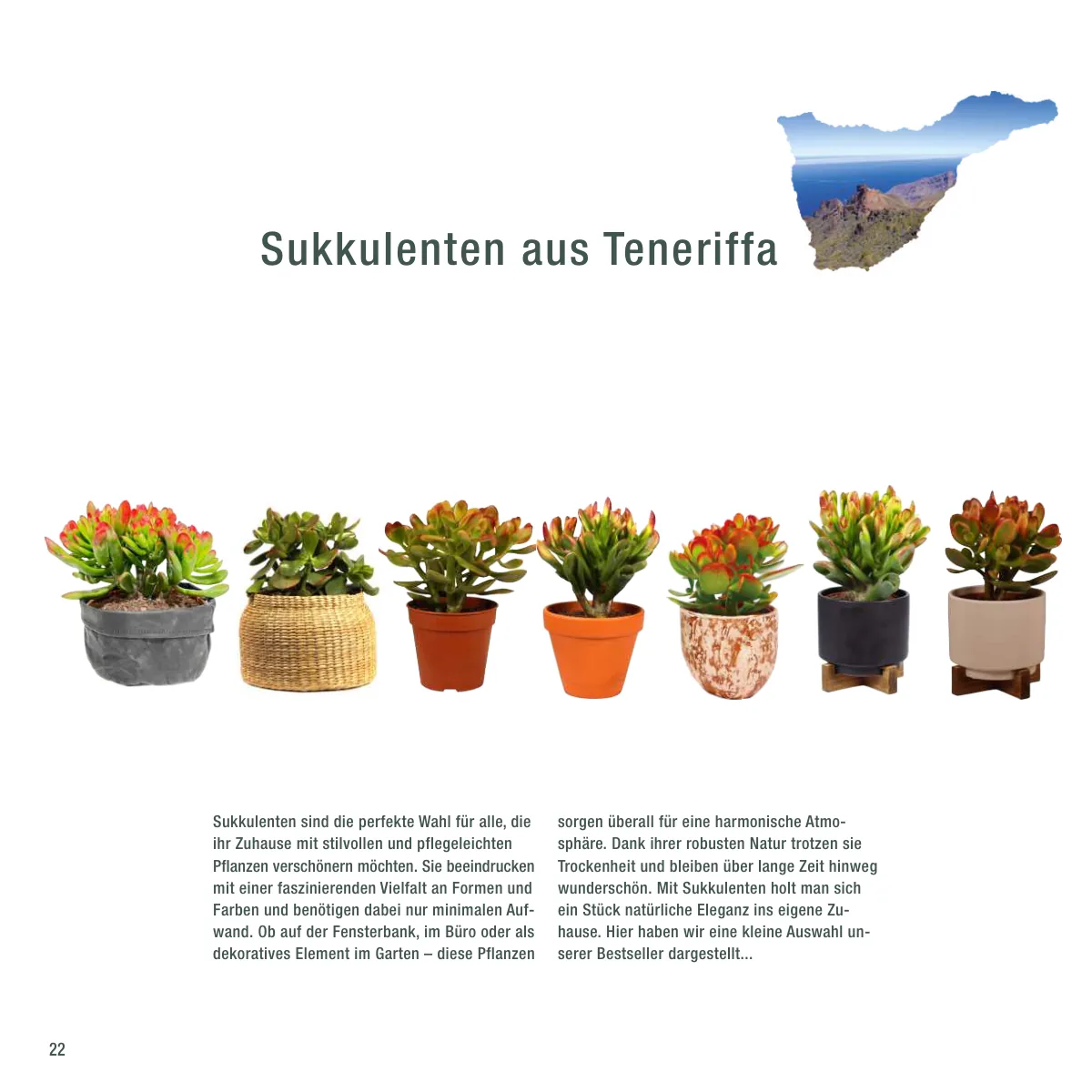 Seite 22 der Imagebroschüre: Sukkulenten aus Teneriffa