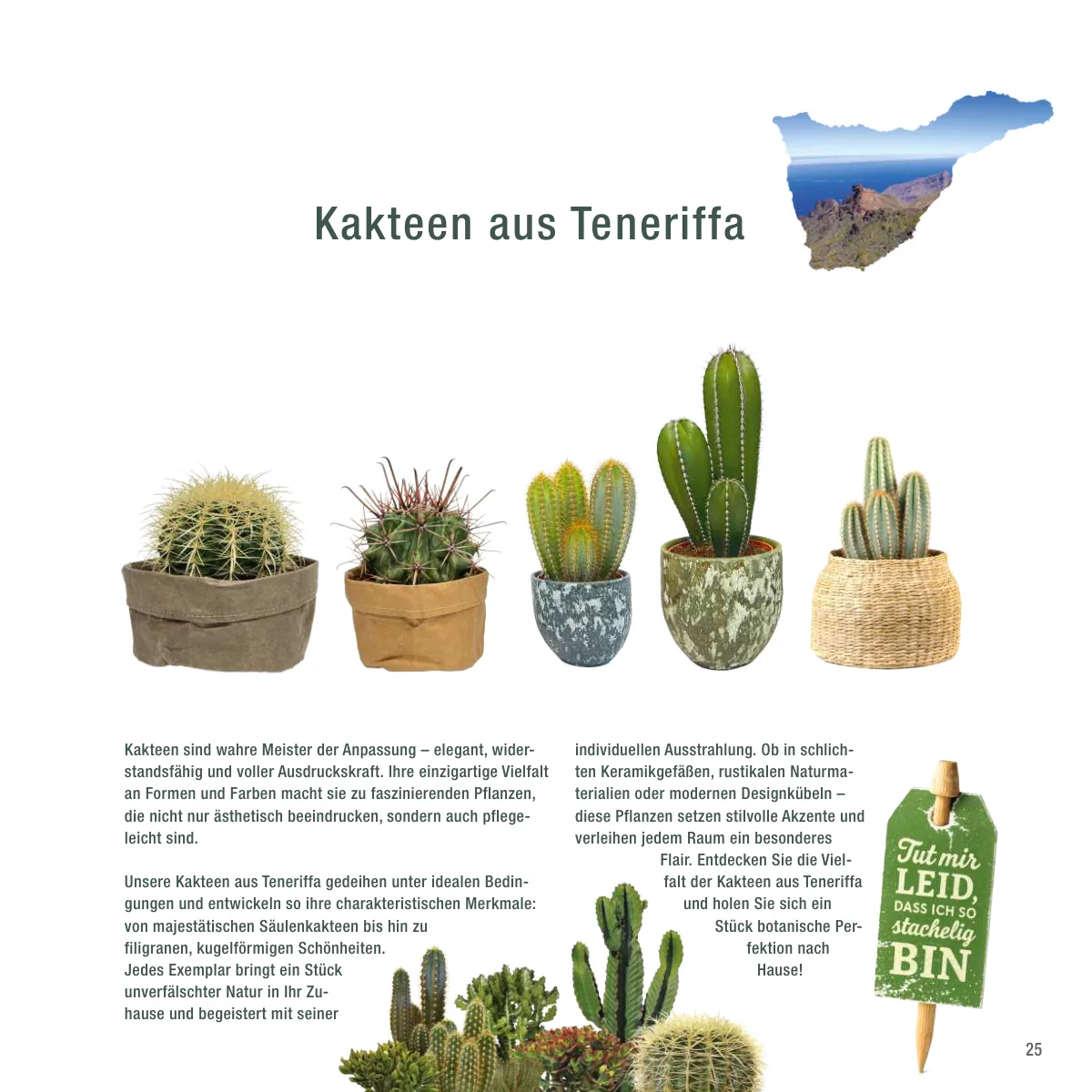 Seite 25 der Imagebroschüre: Kakteen aus Teneriffa