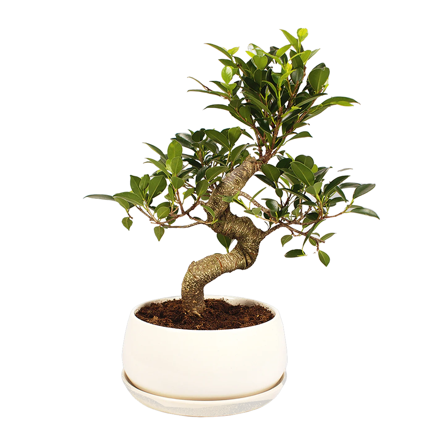 Ginseng-Bonsai mit ausgeprägten Wurzeln