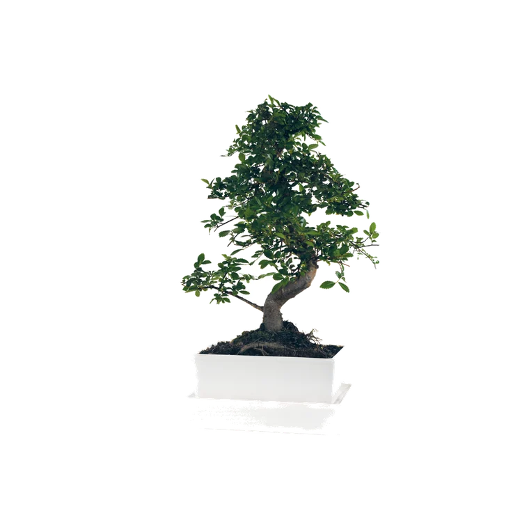 Zimmerbonsai, freigestellt