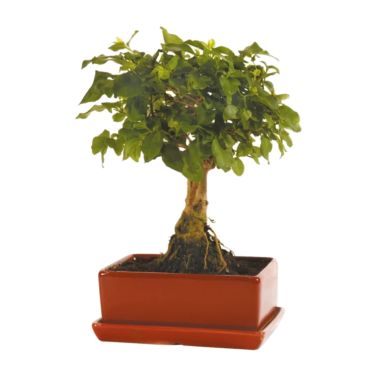 Zimmerbonsai in ovaler Schale