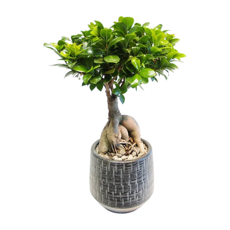 Ginseng-Bonsai in handgefertigter Keramikschale