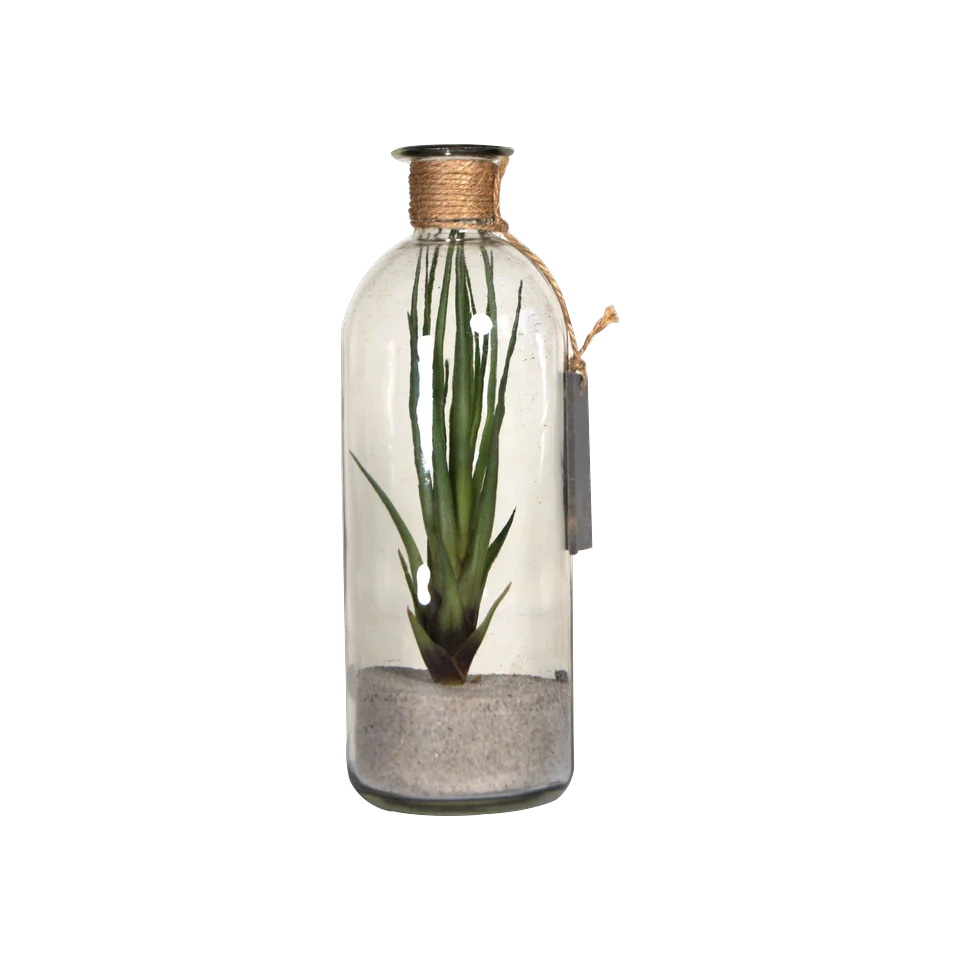 Tillandsie in einer Glasflasche mit Juteschnur und Sandbett, freigestellt