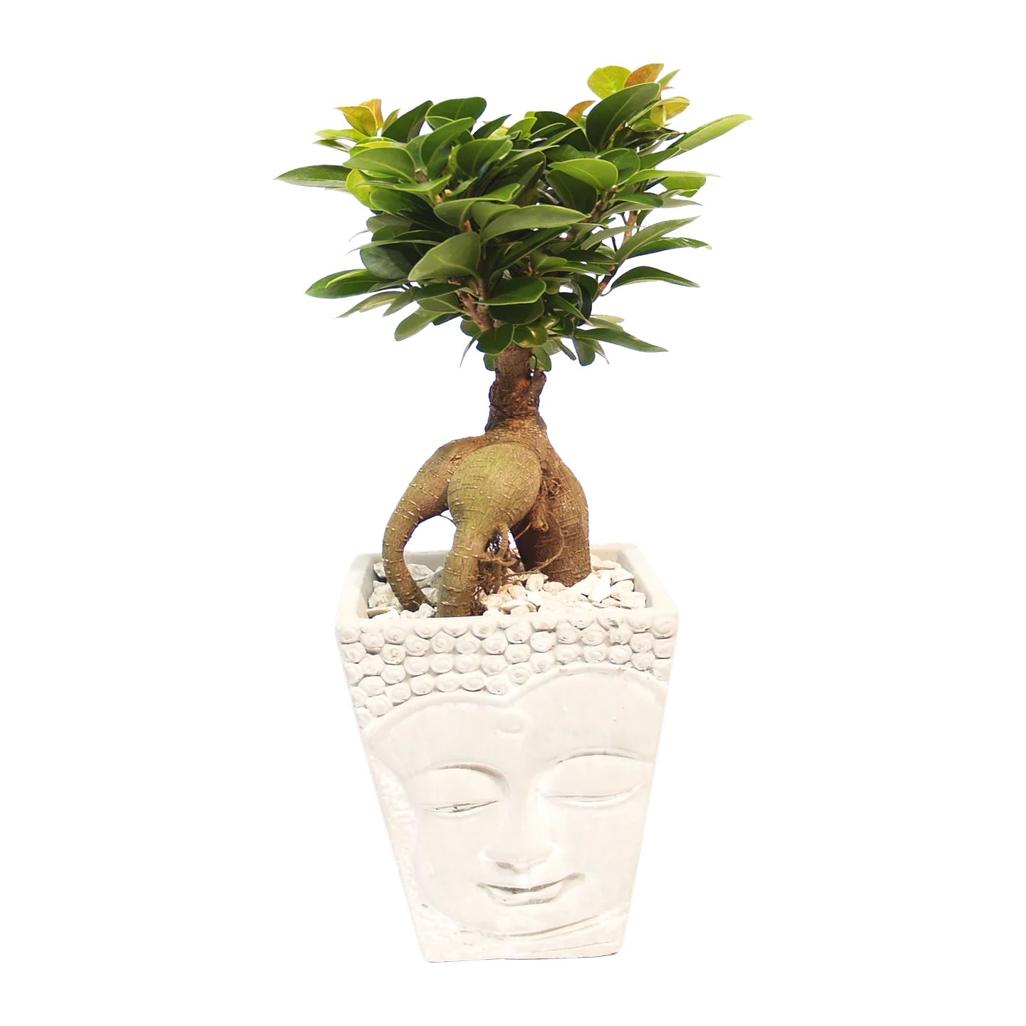 Ginseng-Bonsai mit den charakteristischen verschlungenen Wurzeln