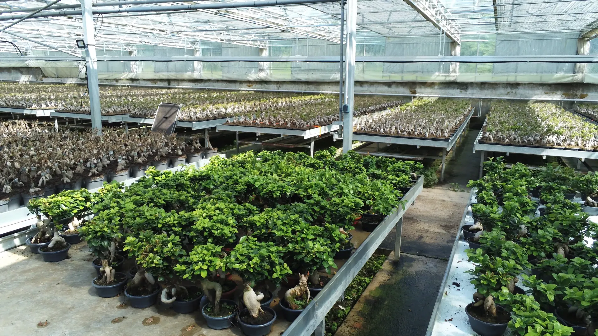 Blick durch ein Gewächshaus der Gärtnerei Hohn: endlose Reihen junger Bonsai unter Glas.