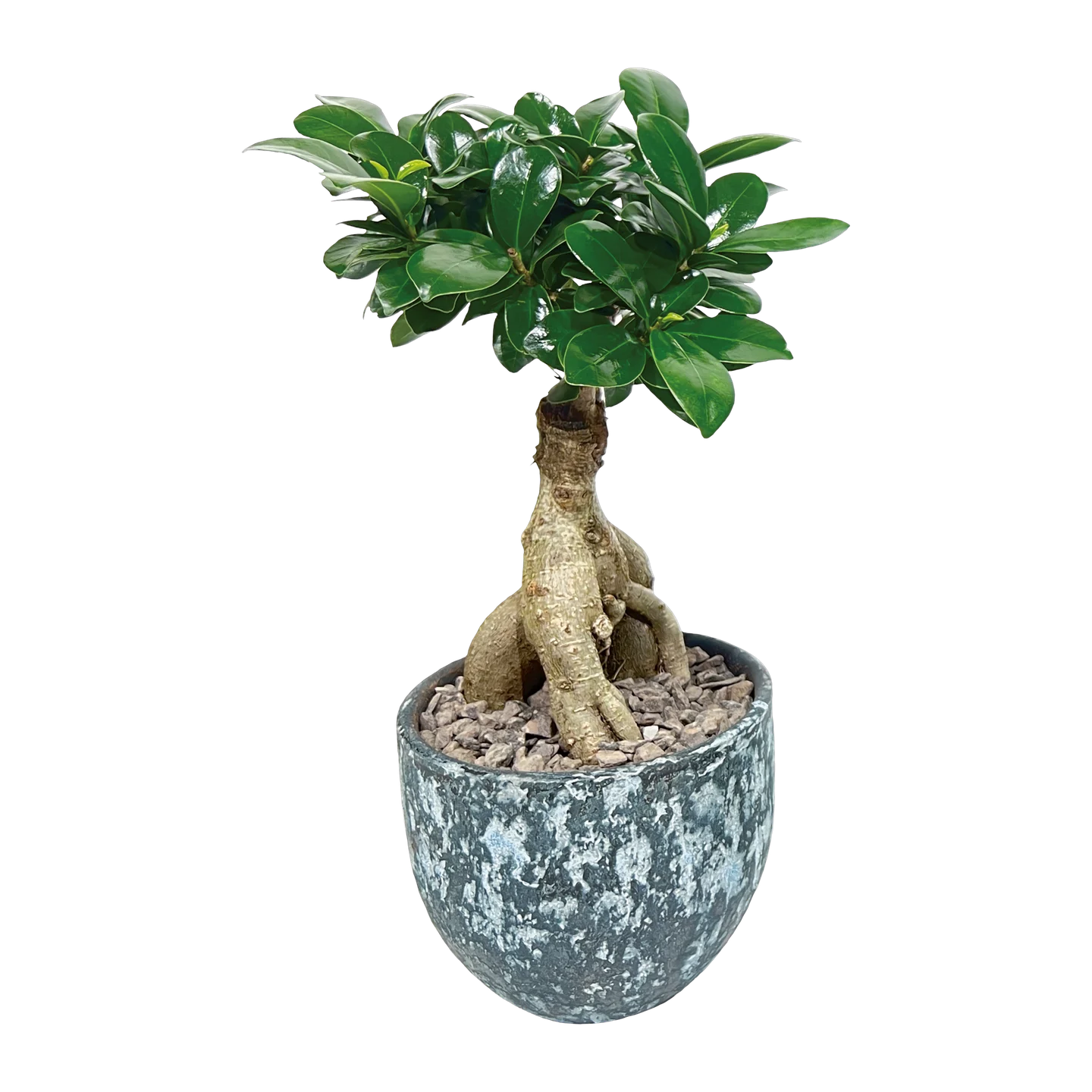 Zimmerbonsai der Gärtnerei Hohn in einer Keramikschale