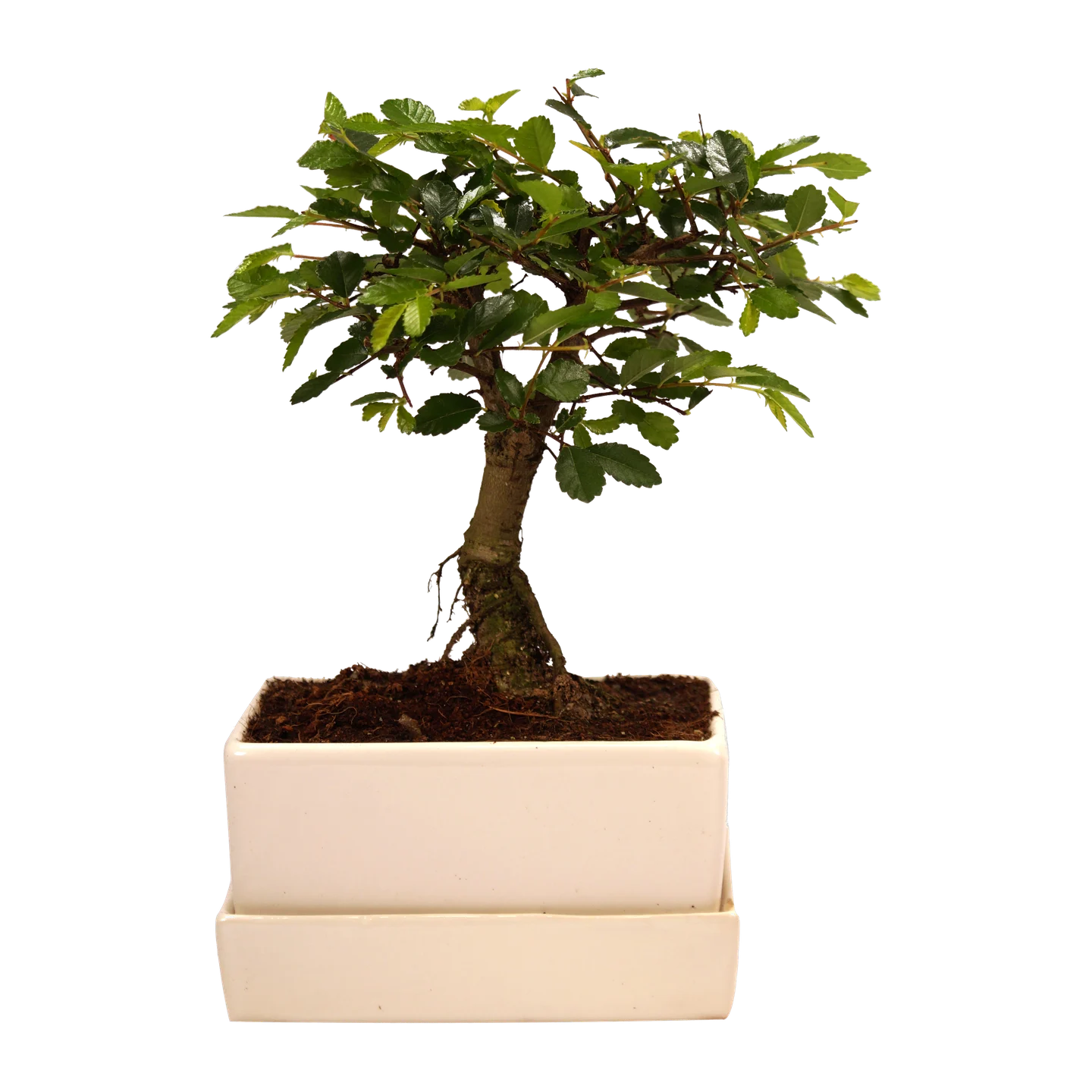 Bonsai mit Selbstbewässerungsschale von Hohn