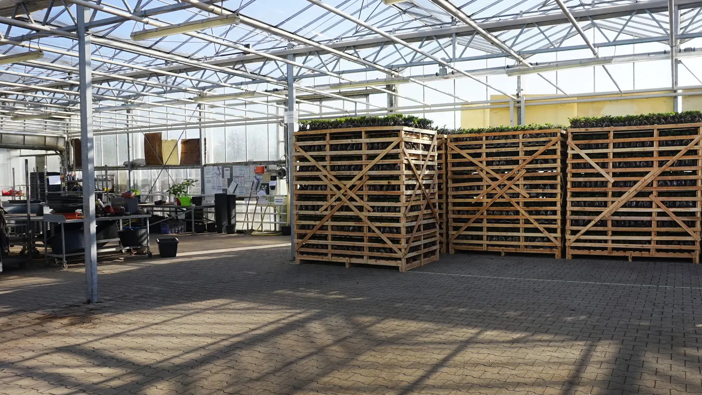 Die Logistikhalle der Gärtnerei Hohn mit Rollcontainern