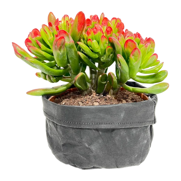 Sukkulente in einem Pot Cover aus Naturpapier.
