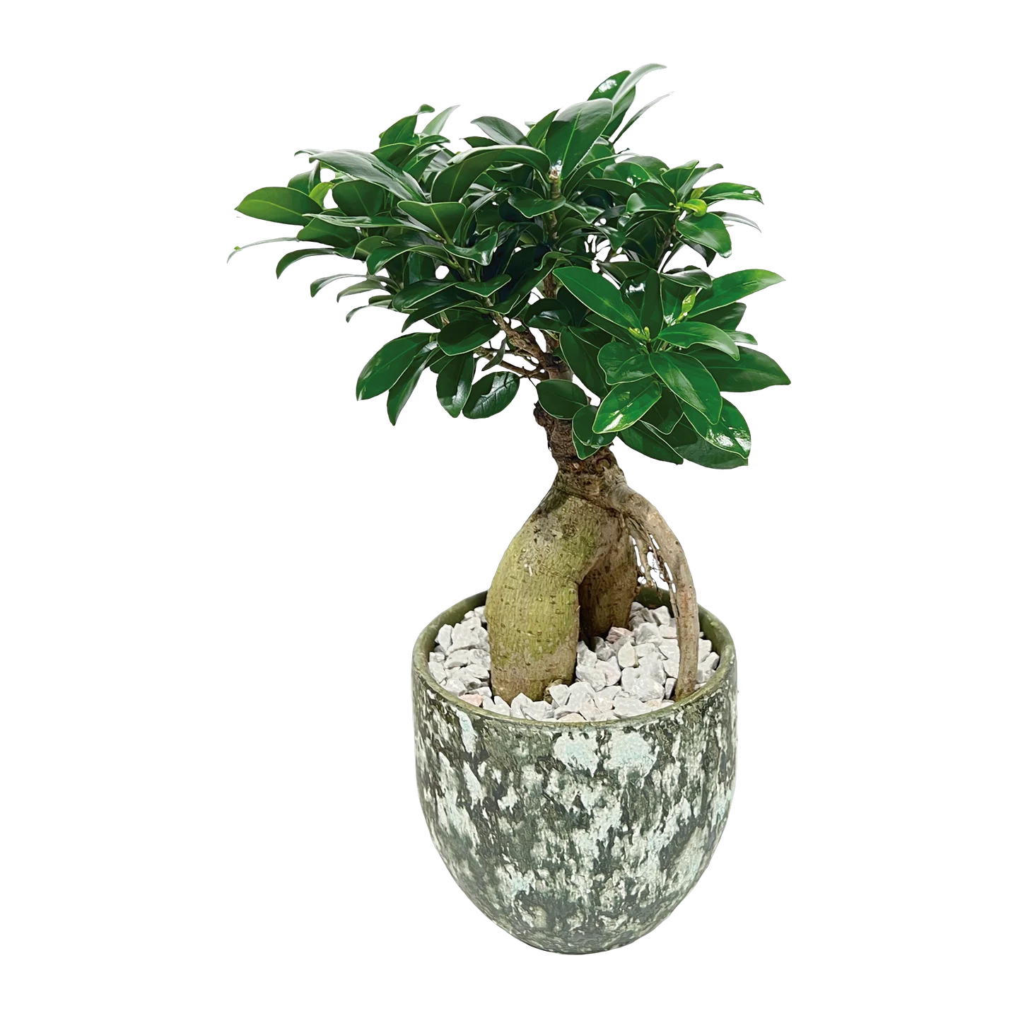 Ginseng-Bonsai, freigestellt