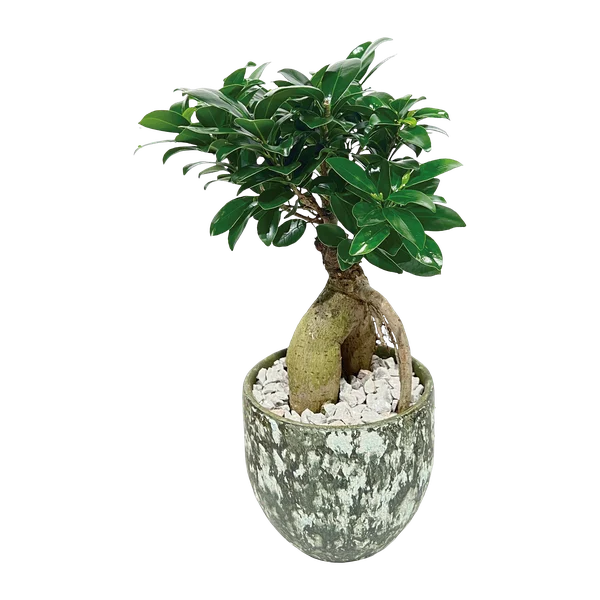 Ginseng-Bonsai mit verdicktem Wurzelstamm in weißer Keramikschale.