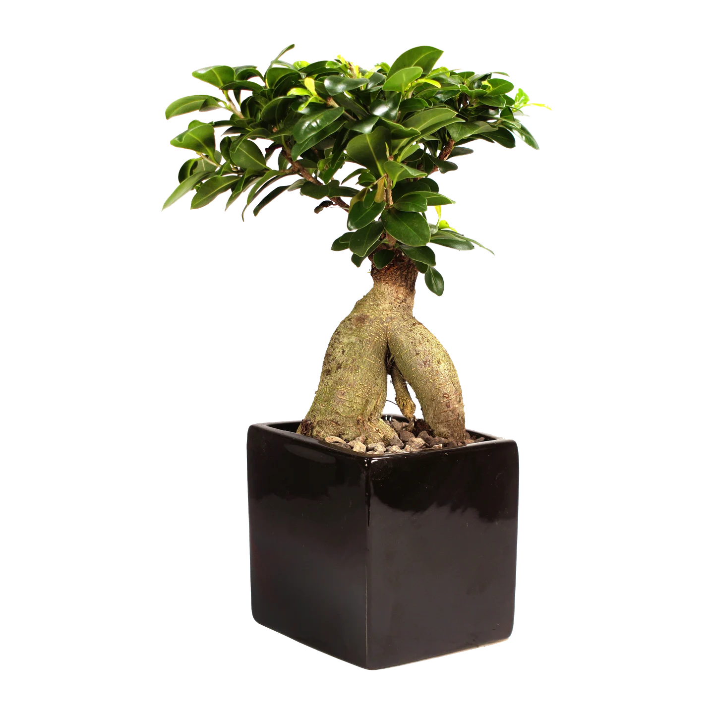 Modern Living Bonsai in einer designorientierten Schale