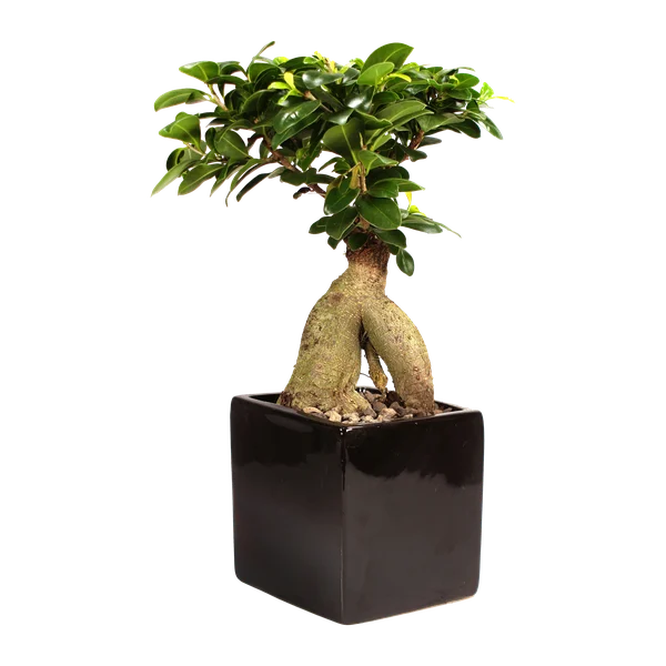 Zimmerbonsai in dunkler, rechteckiger Keramikschale.