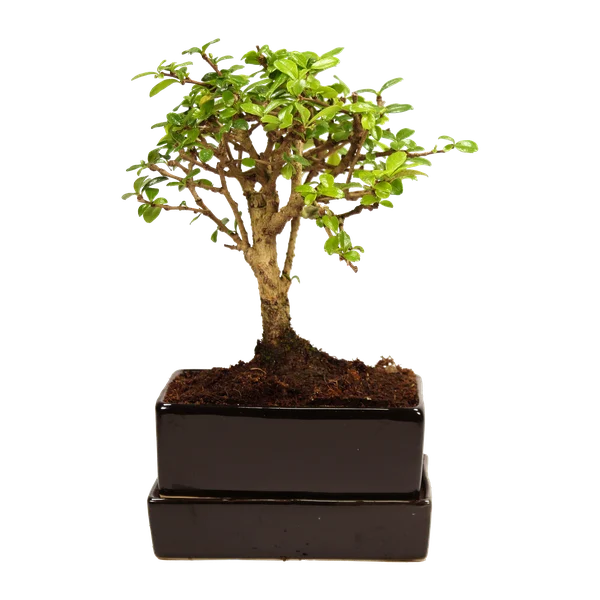 Bonsai auf dem Keramik-Wasserspeicher: der Docht führt das Wasser aus dem Tank in den Wurzelbereich.