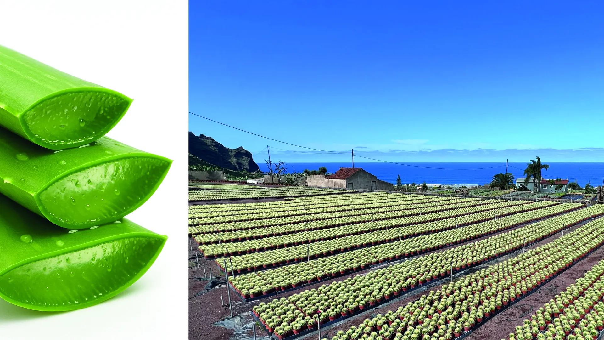 Die Kakteenfarm der Gärtnerei Hohn auf Teneriffa