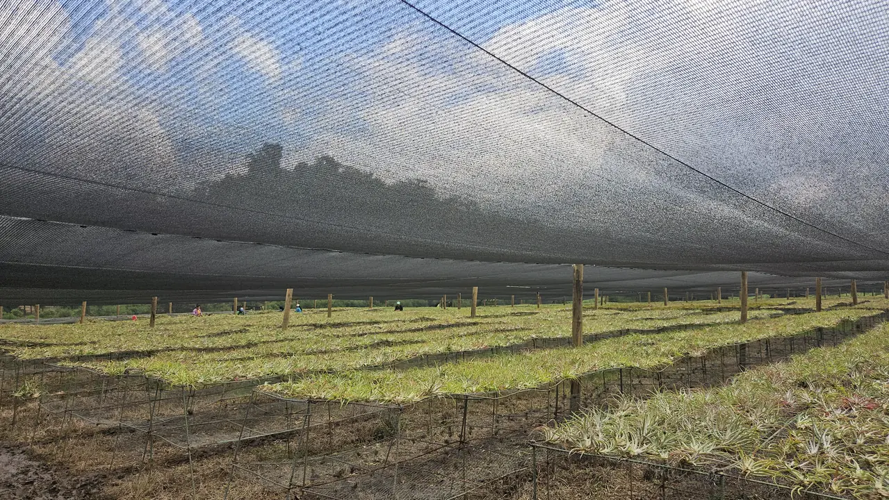 Weite Beete unter dem Schattennetz, am Horizont die Berge