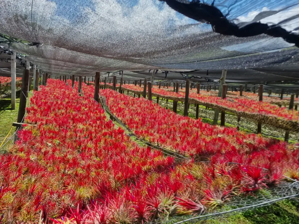 Ein Feld leuchtend roter Tillandsien unter dem Schattennetz