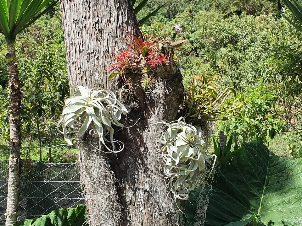 Tillandsien wachsen unmittelbar auf einem Baumstamm, ganz ohne Erde