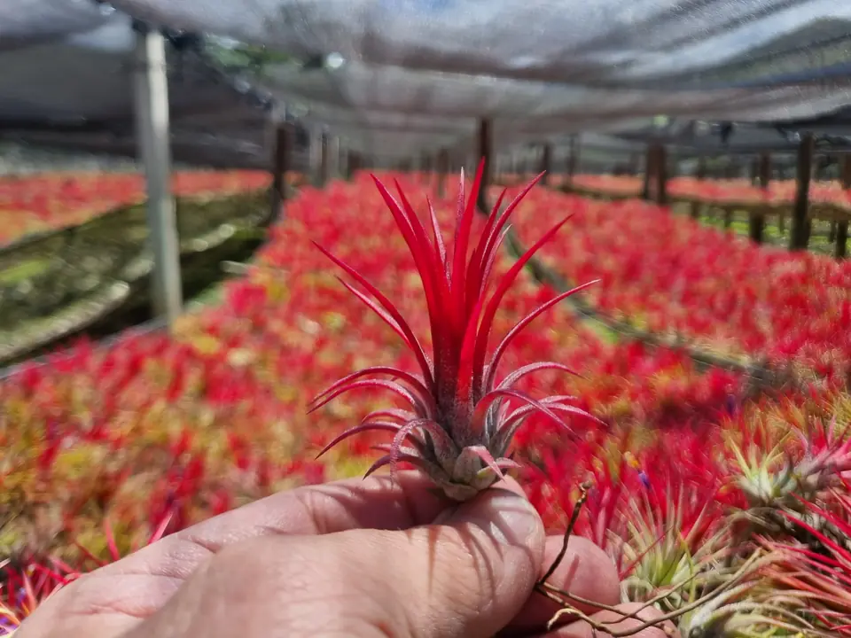Eine Hand hält eine rote Tillandsie über das Feld